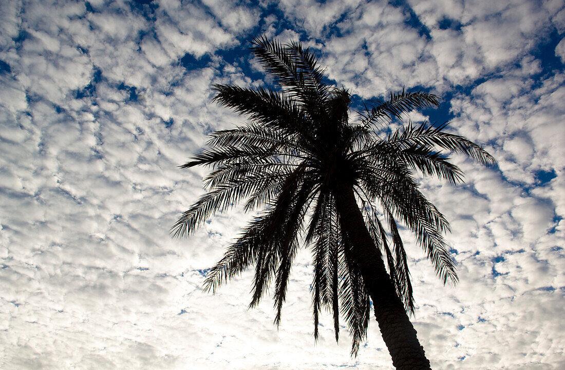 Silhouette of a palm tree with white clouds at sunrise, Sayh plateau, Hajjar mountains, Kashab, Khasab, Musandam, Oman