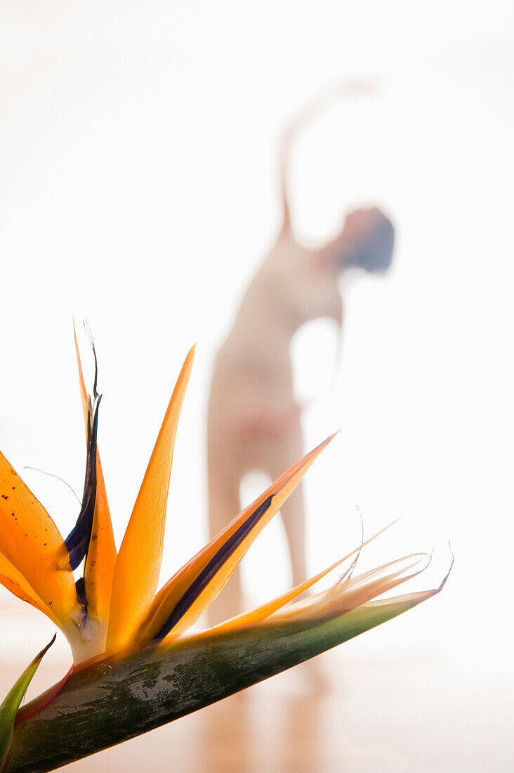 Frau mittleren Alters macht Yoga, Paradiesvogelblume im Vordergrund, Yogastudio in Linz, Österreich