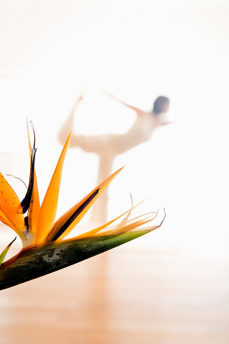 Frau mittleren Alters macht Yoga, Paradiesvogelblume im Vordergrund (Waage), Yogastudio in Linz, Österreich