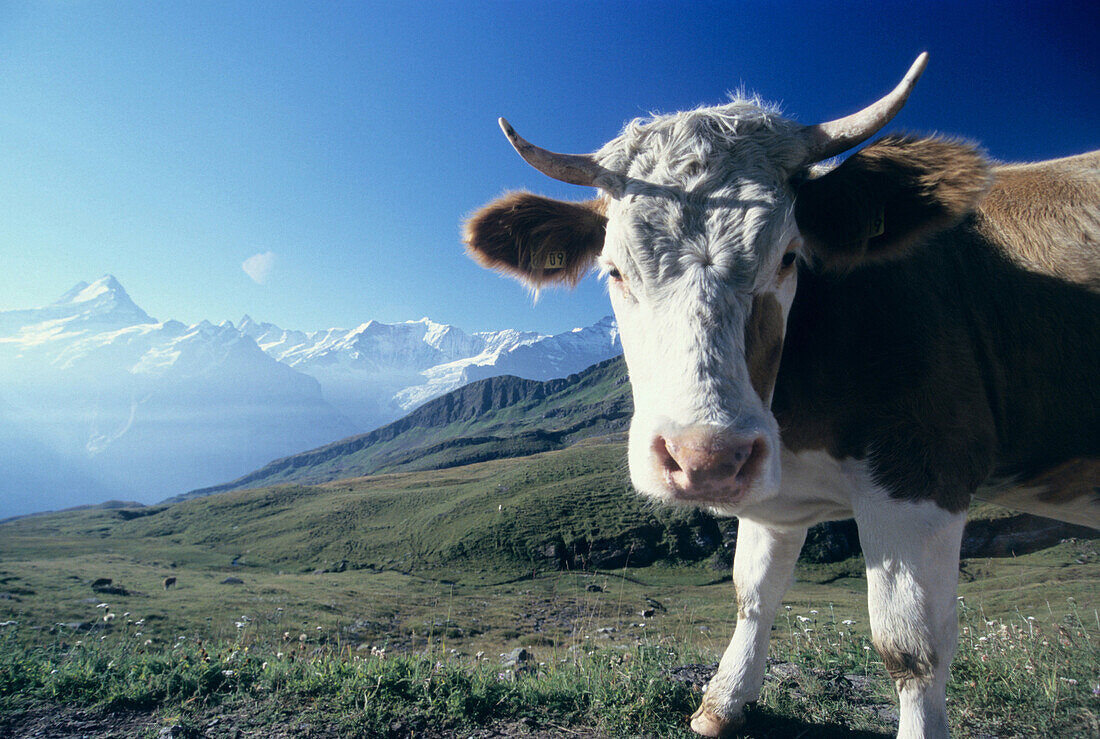 Kuh vor Bergpanorama, First bei Grindelwald, Berner Oberland, Schweiz