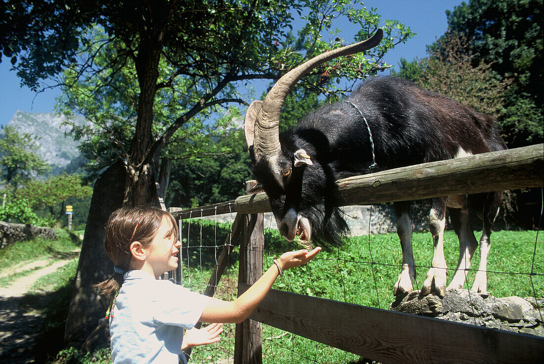 Girl feeding a goat, Heidiland, Grisons, Switzerland