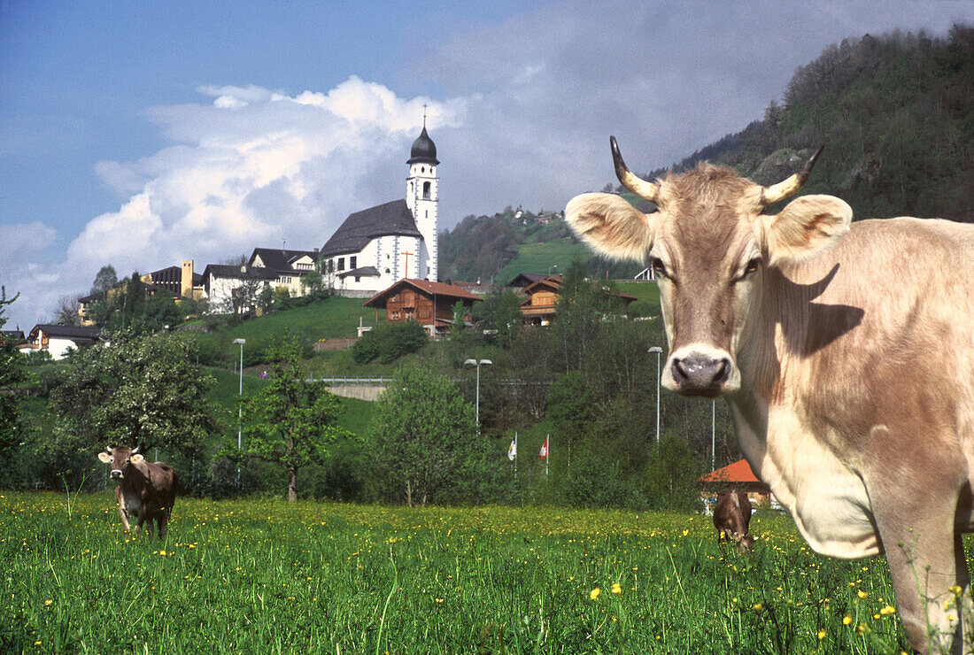 Kühe beim Grasen, bei illanz, Vorderrhein Tal, Graubünden, Schweiz