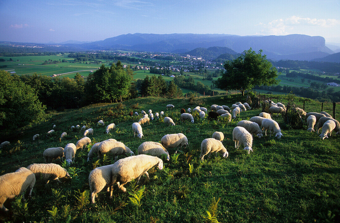 Landscape near Bled, Slovenia