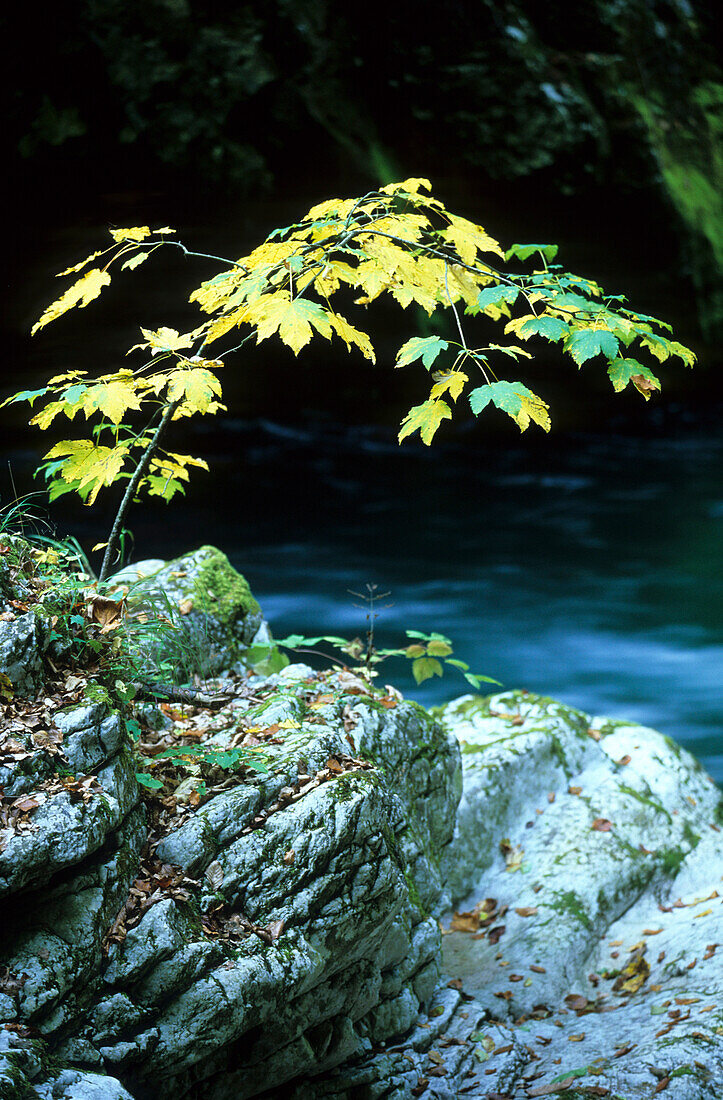 Vintar Gorge in Triglav National Park, Slovenia