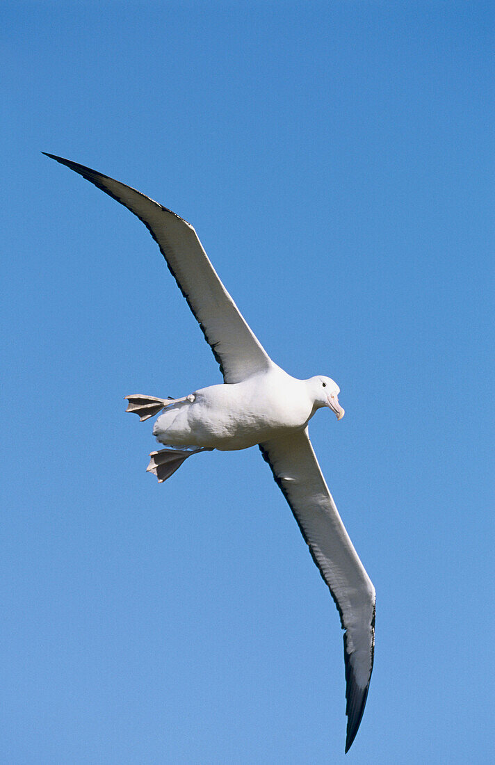 Royal Albatross (Diomedea epomophora) coming in to land. 3 to 3.5 metres wingspan. Campbell Island, New Zeland