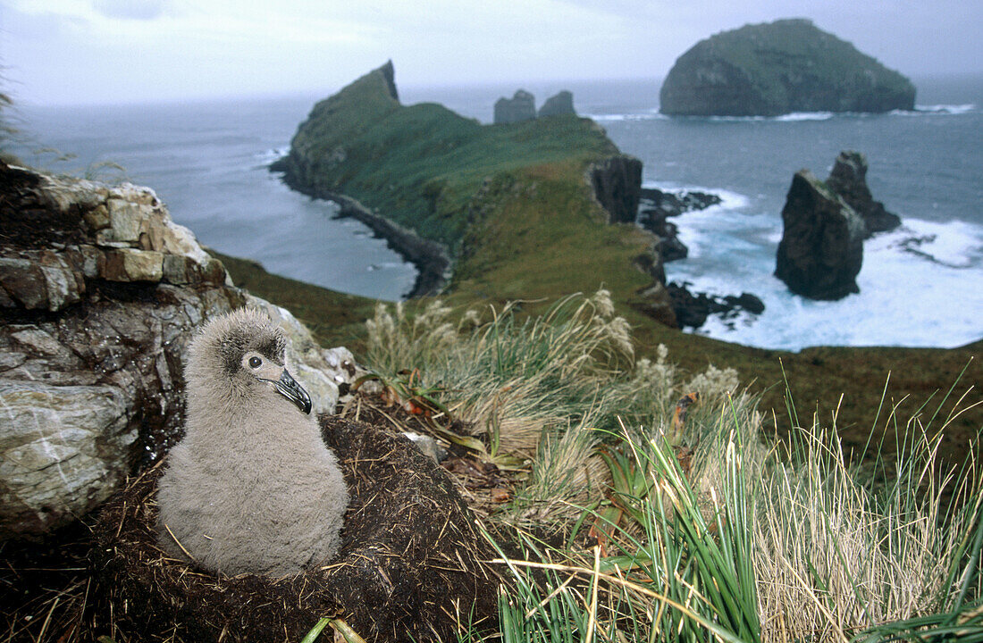 Light Mantled Sooty Albatross (Phoebetria palpebrata), young chick on nest awaiting parents return. Monument Harbour, Campbell Island, New Zealand