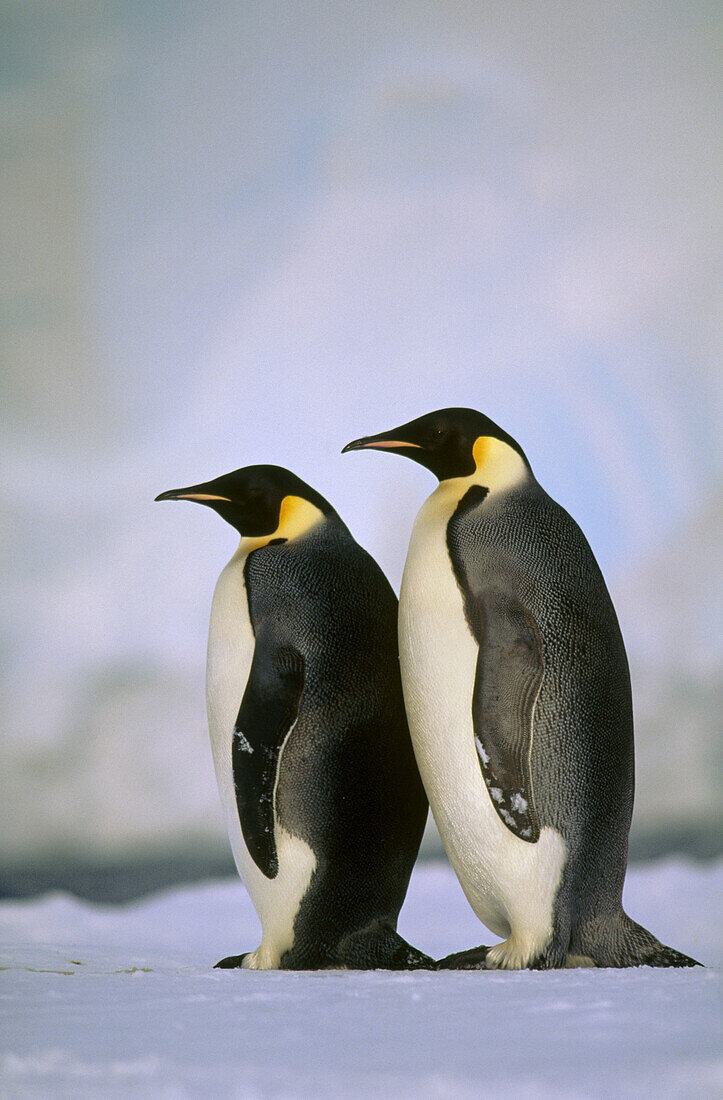 Emperor Penguin (Aptenodytes forsteri). Princess Martha coast, Weddell Sea. Antarctica