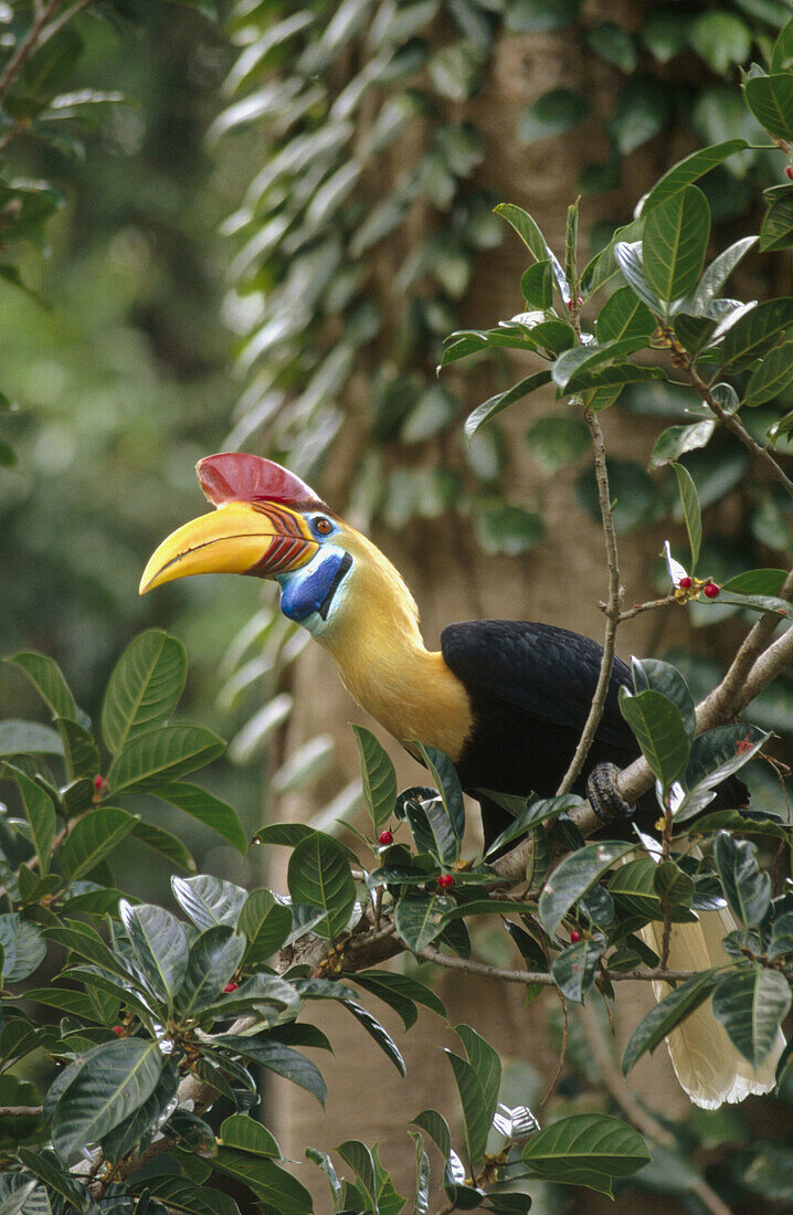 Sulawesi red-knobbed hornbills (Rhyticeros cassidix). Tangkoko Dua Saudara Nature Reserve. Indonesia