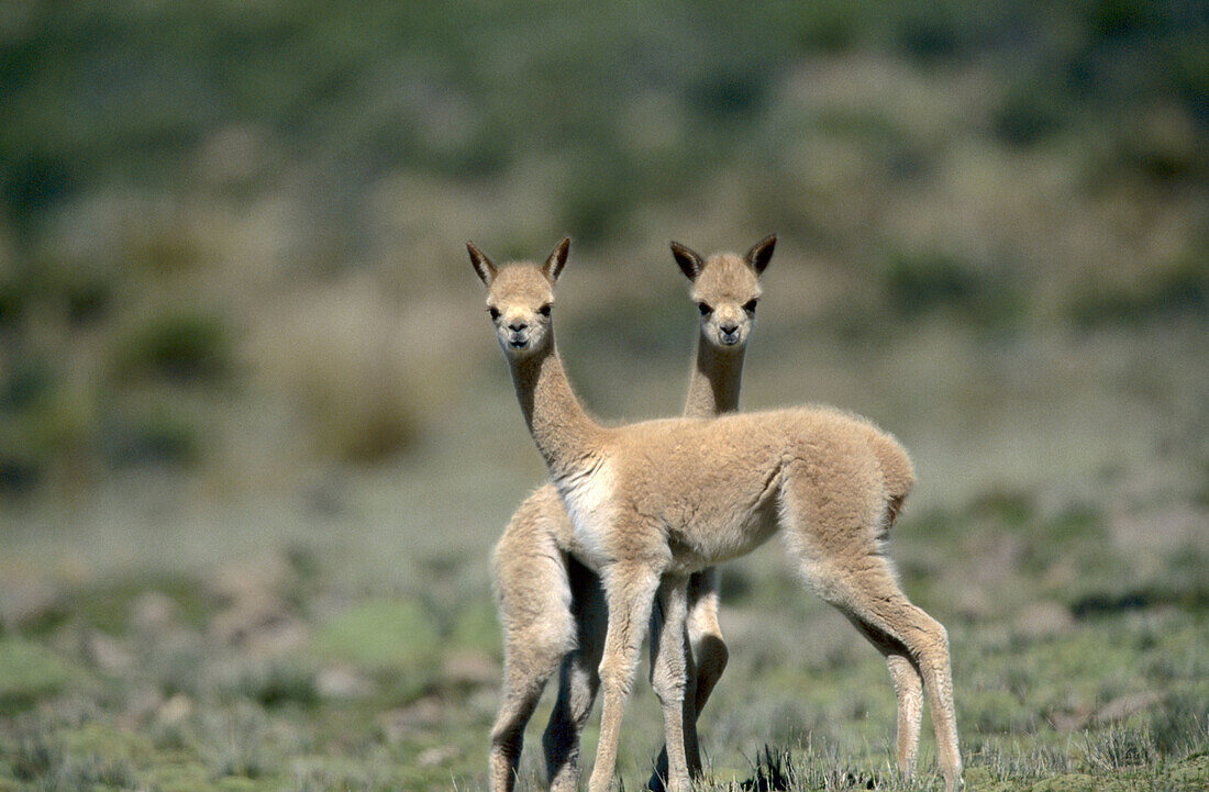 Vicuña (Lama Vicugna). Youngsters at play. National Reserve of Pampa Galeras. Peruvian Andes