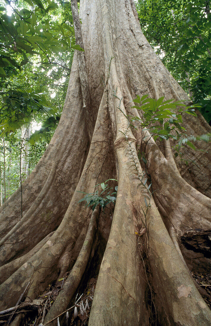 Pohon Rao (Dracontomelum dao) with giant root system of 40m. Tangkoko Dua Saudara National Reserve. Indonesia