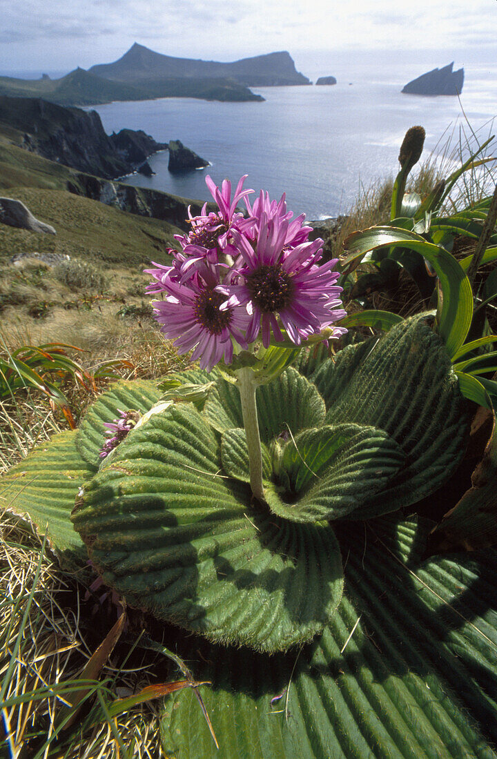 Campbell Island Daisy (Pleurophyllum speciosum). Endemic megaherb. Col-Azimuth Saddle. Campbell Island, New Zealand