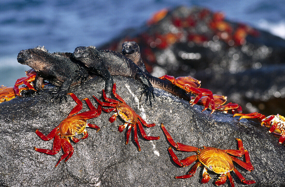Sally Lightfoof Crab (Grapsus grapsus) sharing boulder with Marine Iguanas to escape extra high tide. Mosquera Island, Galapagos Islands. Ecuador