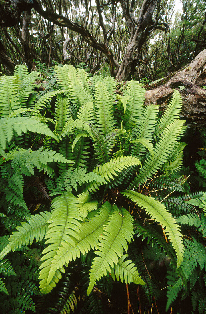 Lush Fern (Blechnum spp.) growth in understorey, Rata forest. Enderby Island, Auckland Islands. New Zealand subantarctic