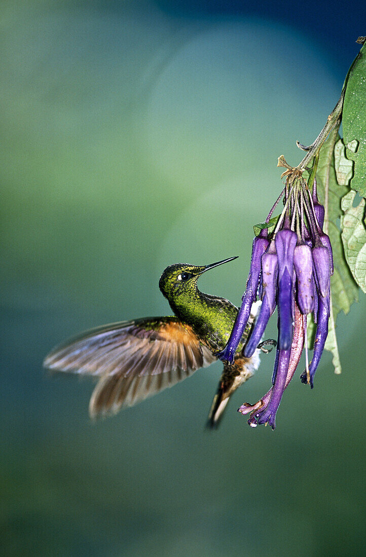 Gorgeted Sunangel (Heliangelus strophianus) in cloud forest by Pichincha volcano, upper Tandayapa Valley. Ecuador