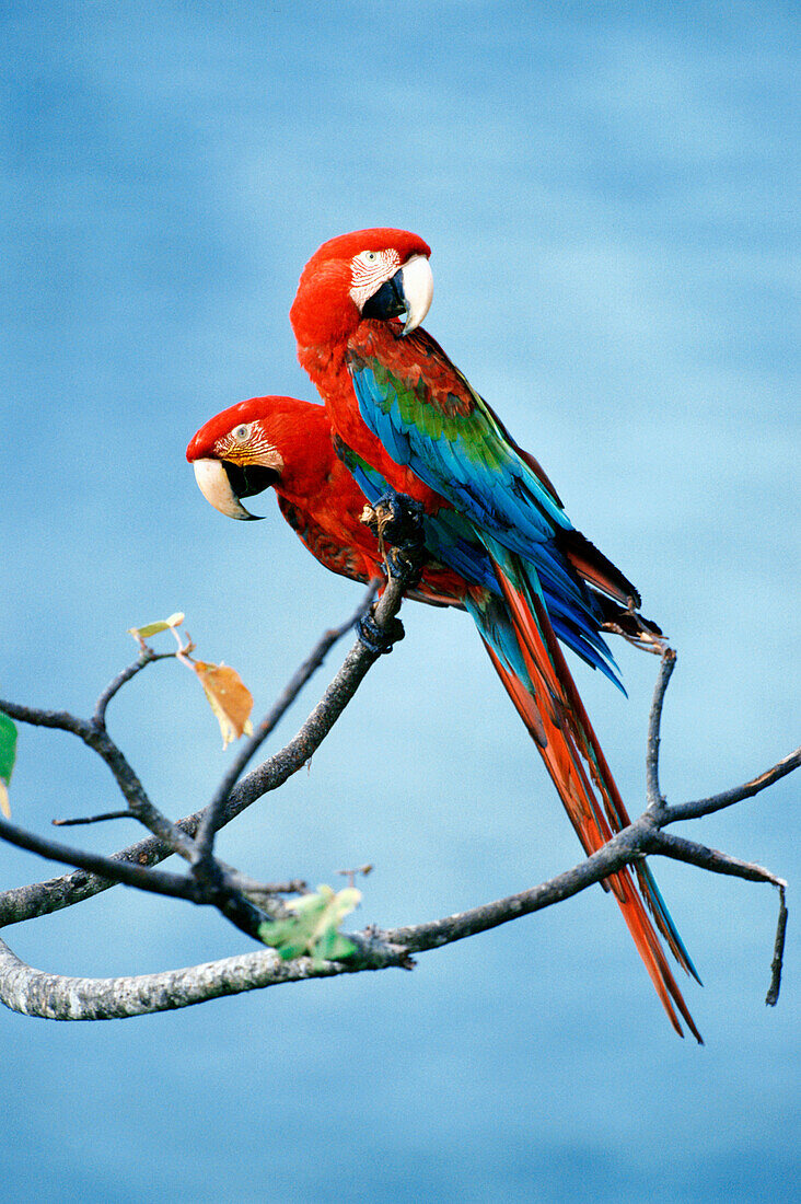 Green-winged Macaw (Ara chloroptera) foraging high in rainforest canopy. Upper Tambopata River, Tambopata-Candamo National Reserve. Peruvian Amazon