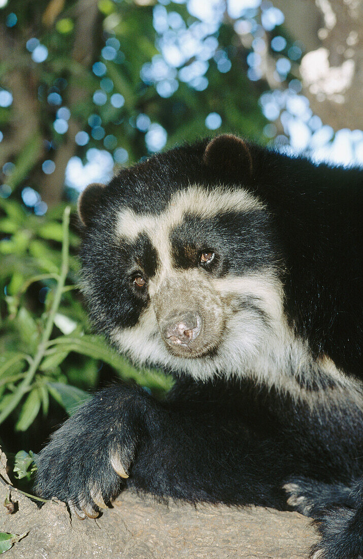 Captive Spectacled Bear (Tremarctos ornatus), male climber resting in tree. Rehabilitation centre in arid Andean foothills, Cerro Chaparri. Peru