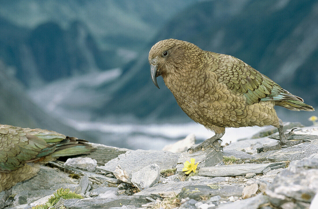 Kea Parrot (Nestor notabilis), endemic species by buttercup foraging in alpine habitat. Fox glacier, Westland National Park. South Island, New Zealand