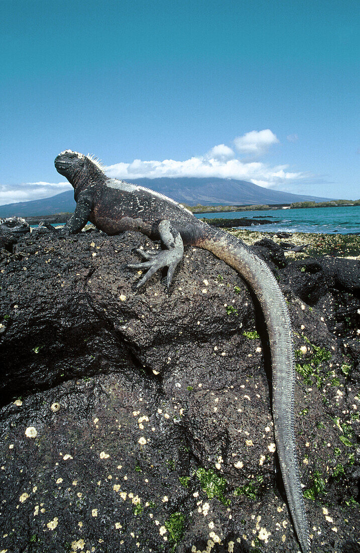 Marine Iguana (Amblyrhynchus subcristatus) basking along tide line. Fernandina island, Galapagos Islands. Ecuador
