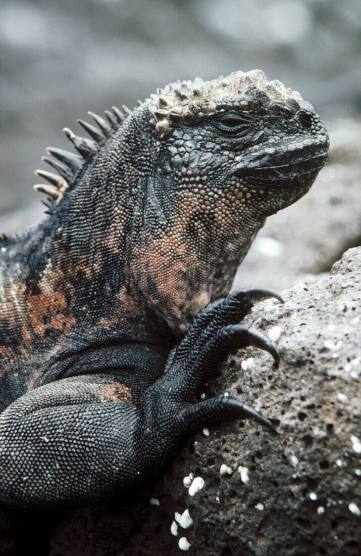 Marine Iguana (Amblyrhynchus subcristatus), juvenile. Española (Hood) island, Galapagos Islands. Ecuador