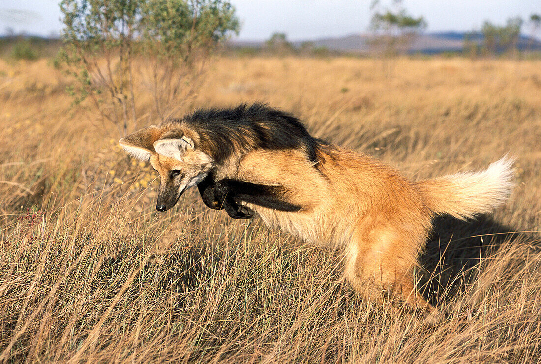 Maned Wolf (Chrysocyon brachyurus) leaping to pin down rodent in Cerrado grassland. Serra da Canastra National Park, Brazil