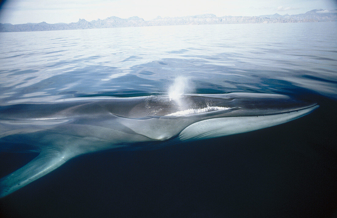 Finback Whale (Balaenoptera physalus) surfacing to breathe, showing characteristic right side white lower lip. Off central Baja California peninsula, Sea of Cortez