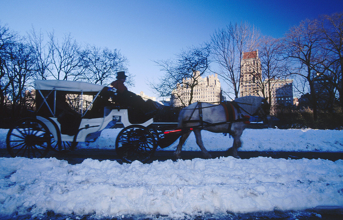 Horse-drawn carriage in Central Park. New York City, USA
