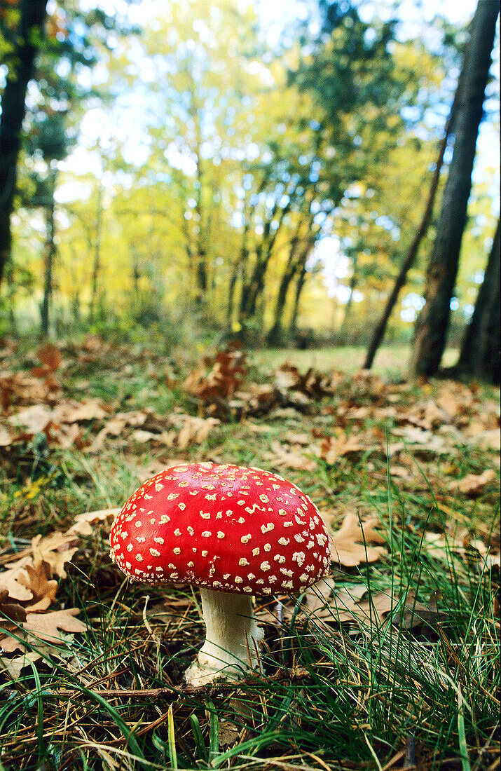 Fly agaric (Amanita muscaria)