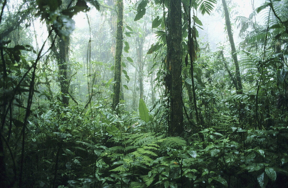 Rainforest. Santa Elena Cloud Forest Reserve. Costa Rica