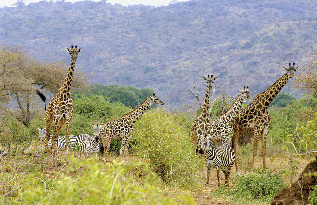 Burchells Zebras (Equus burchelli) and Giraffes (Giraffa camelopardalis). Lake Manyara National Park. Tanzania