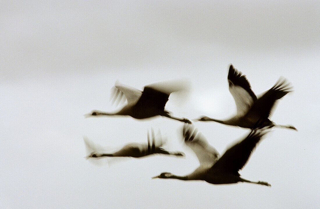 Flying cranes (Grus grus). Gallocanta. Teruel province. Spain
