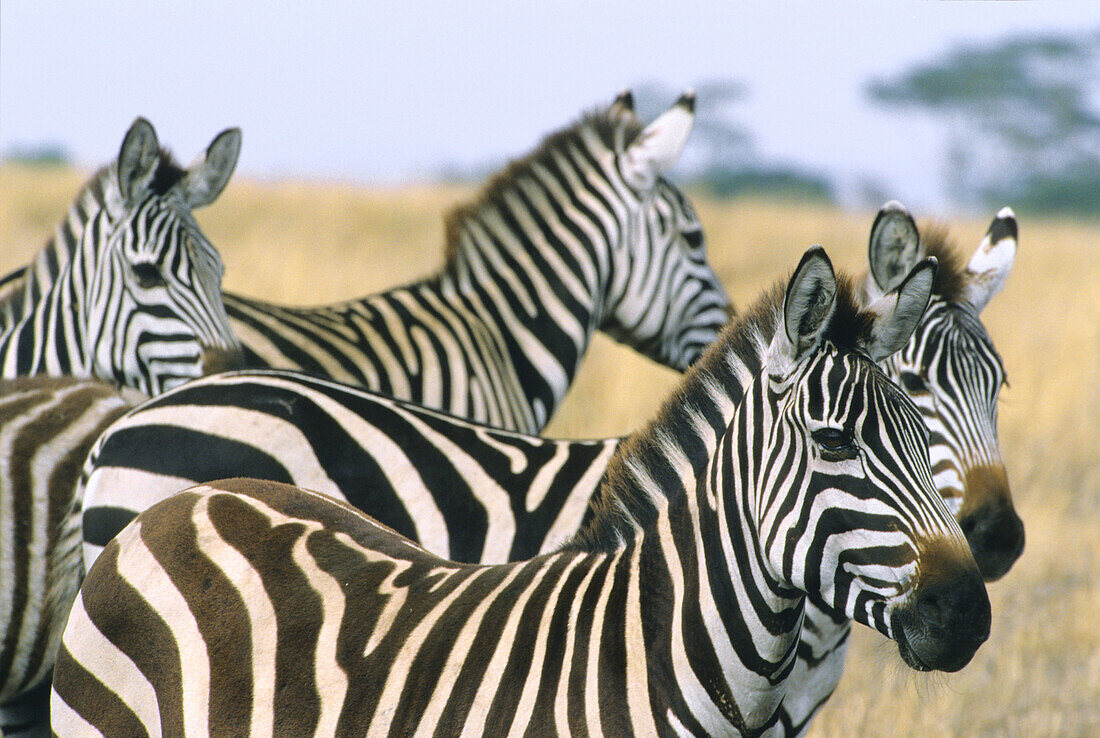 Burchells Zebra (Equus burchelli). Serengeti National Park, Tanzania