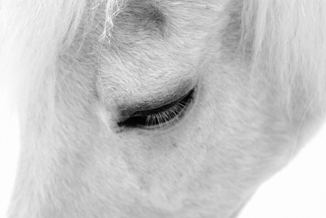 White horse