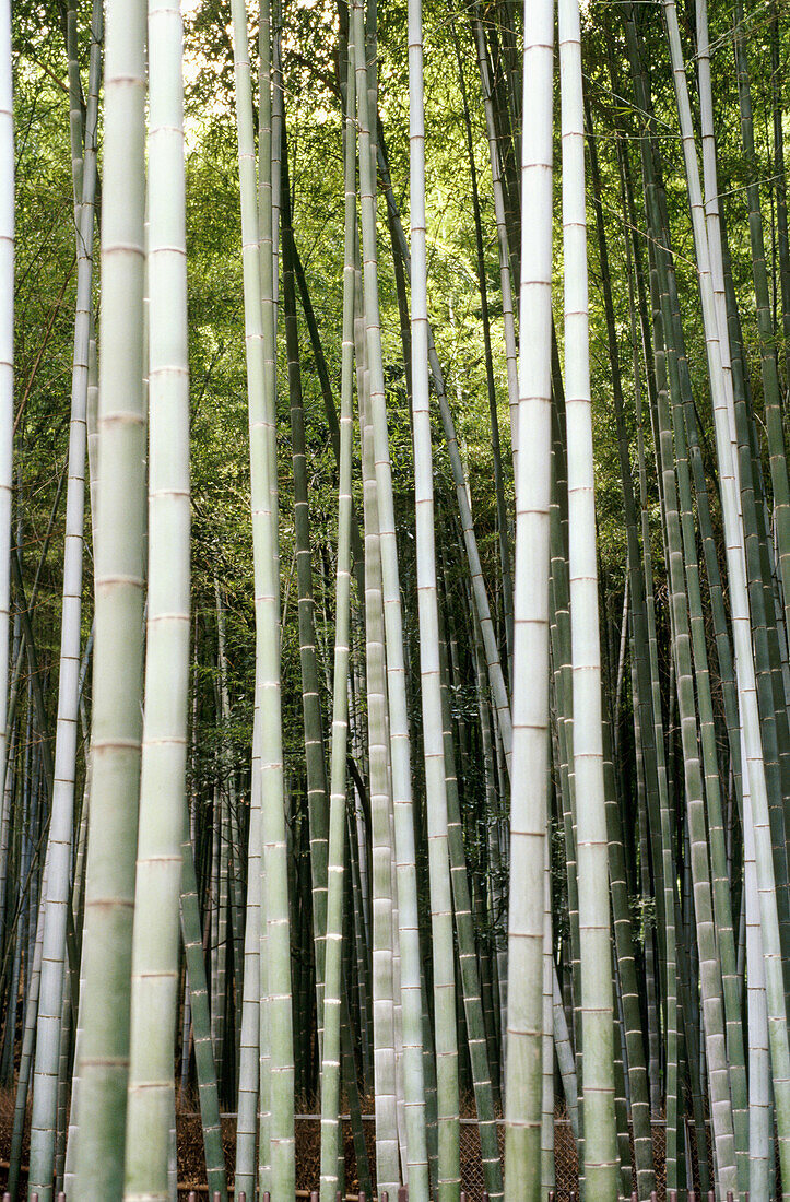 Background, Backgrounds, Bamboo, Bamboo forest, Botany, Color, Colour, Daytime, Detail, Details, Exterior, Japan, Kyoto, Lush, Luxuriant, Many, Natural background, Natural backgrounds, Nature, Outdoor, Outdoors, Outside, Pattern, Patterns, Plant, Plants, 