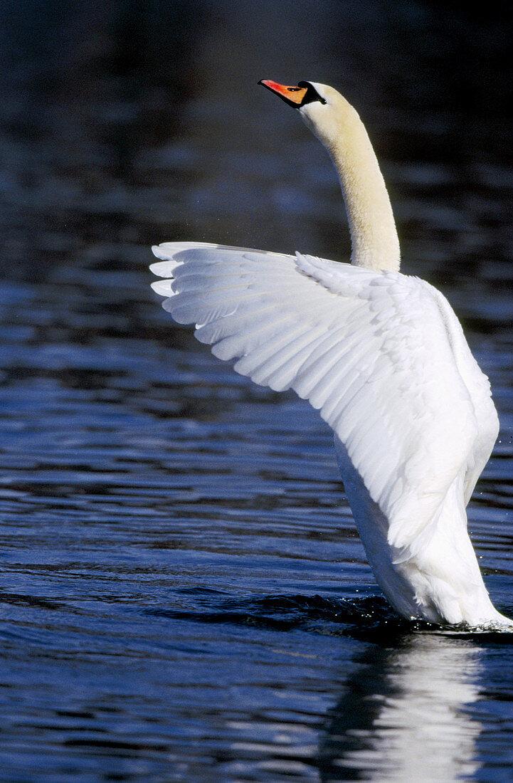 Mute Swan (Cygnus olor). Germany