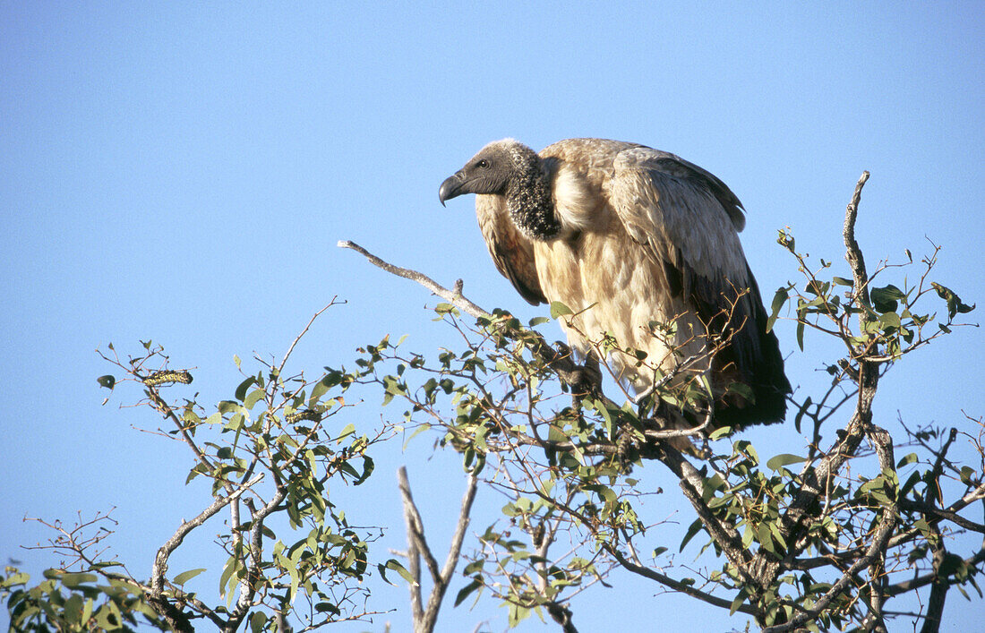 White-backed Vulture (Gyps africanus). Etosha National Park. Namibia