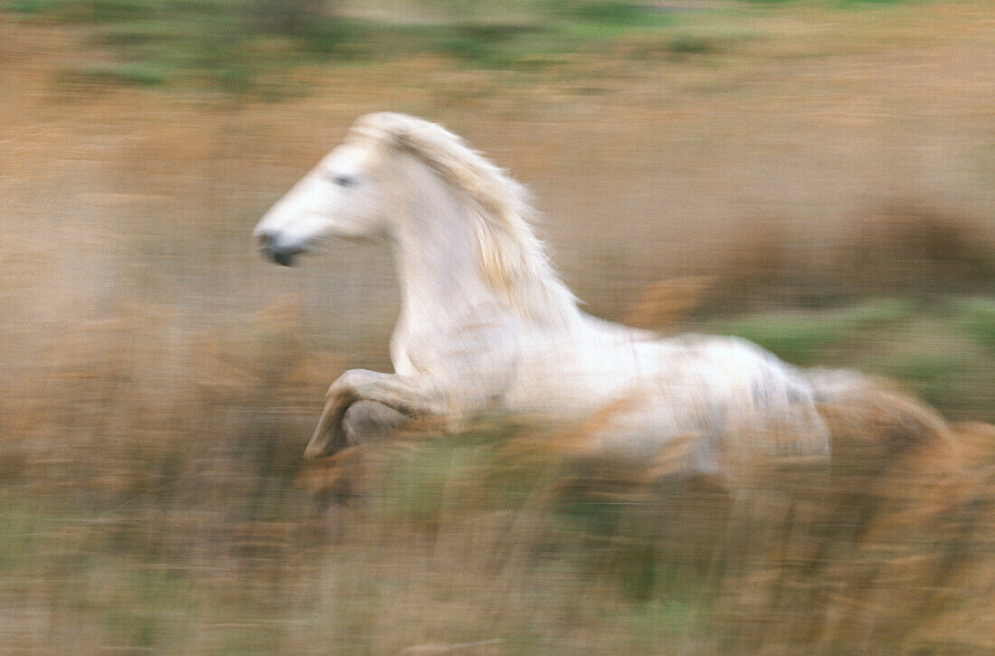 Horse running (Equus caballus). Camargue. France