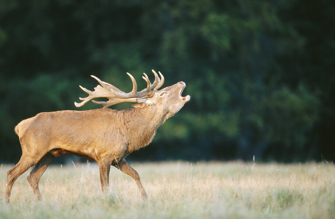 Red Deer (Cervus elaphus)