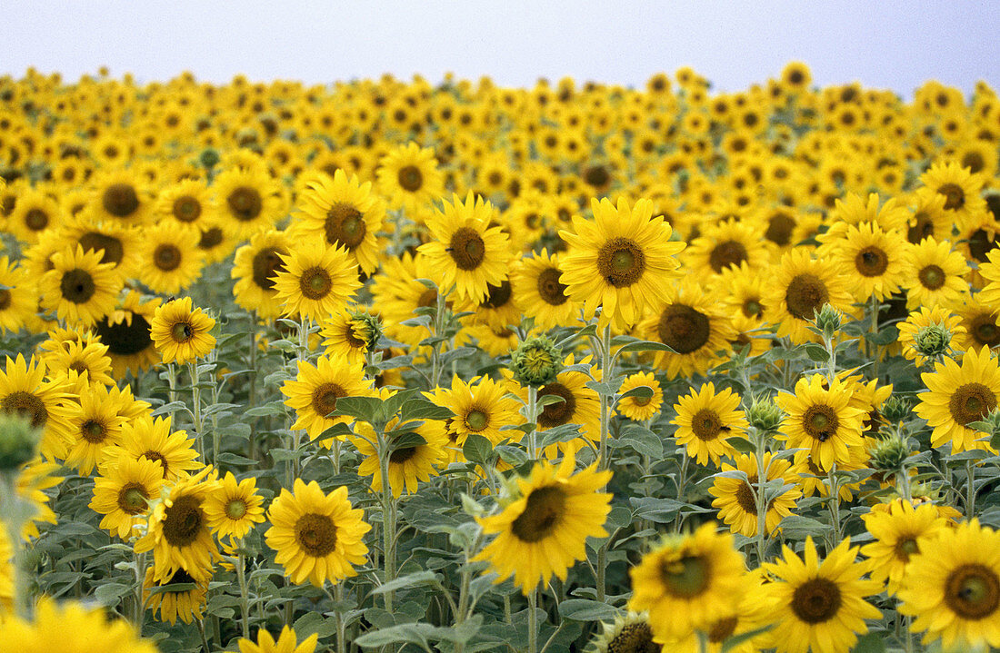 Sunflowers