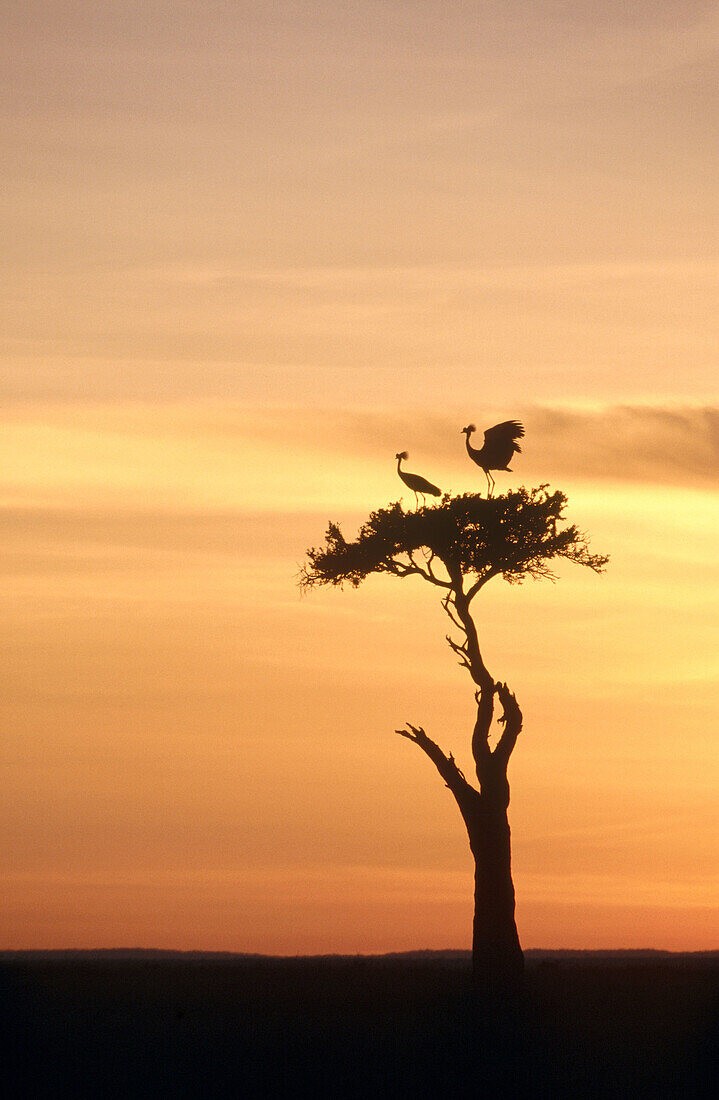 Black Crowned Cranes (Balearica pavonina) on acacia tree at sunset. Masai Mara, Kenya