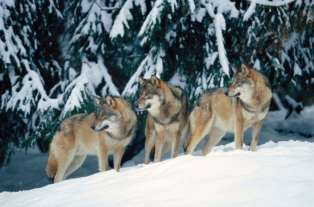 Wolves (Canis lupus)