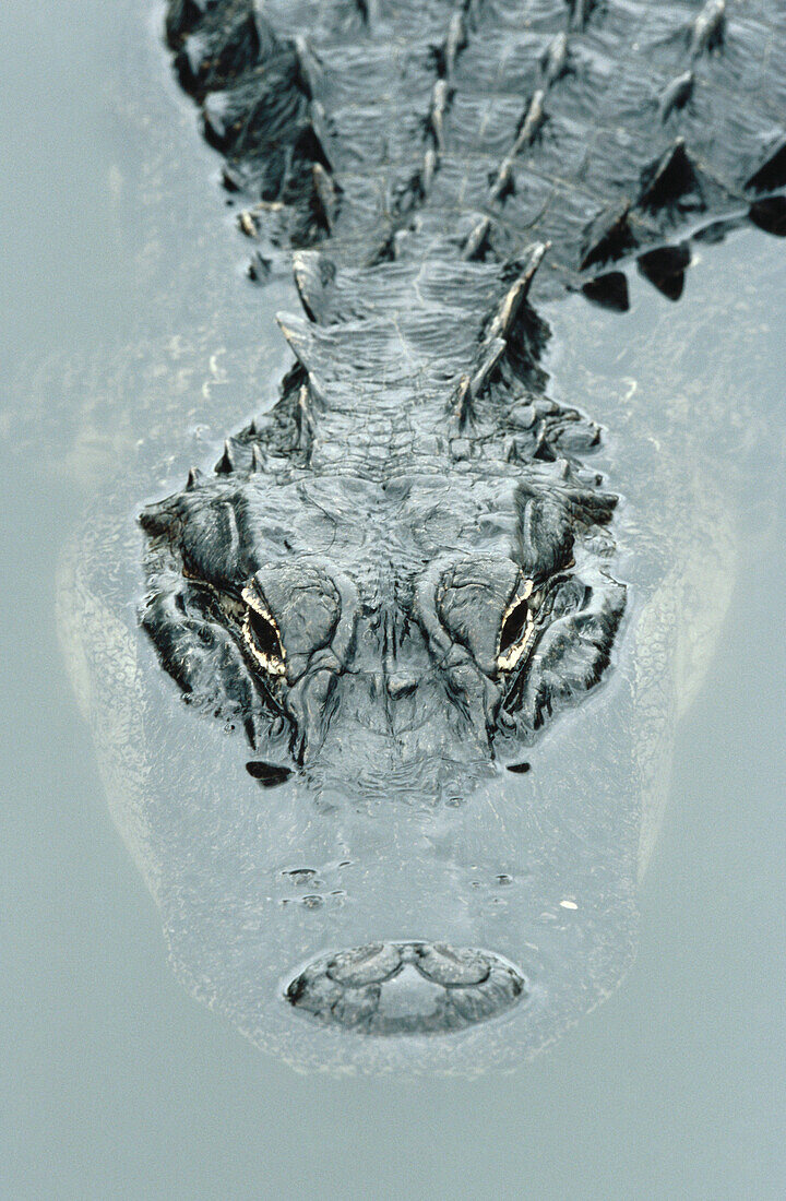 Alligator (Alligator mississippiensis). Florida, USA