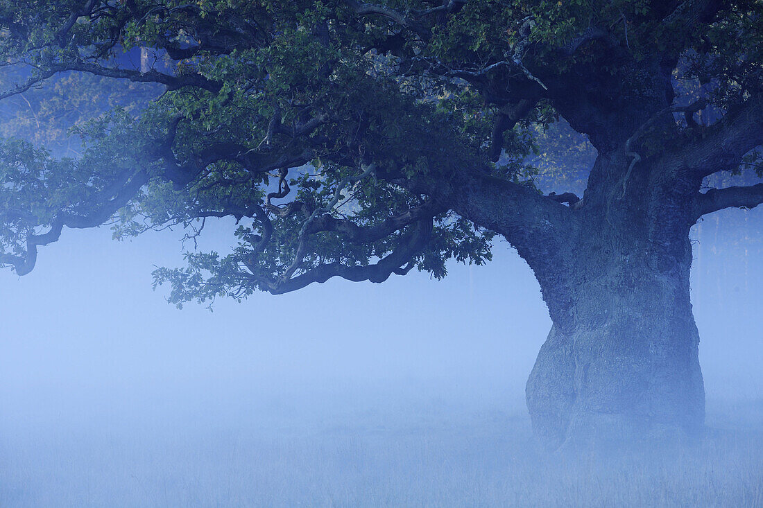 Old oak tree in fog