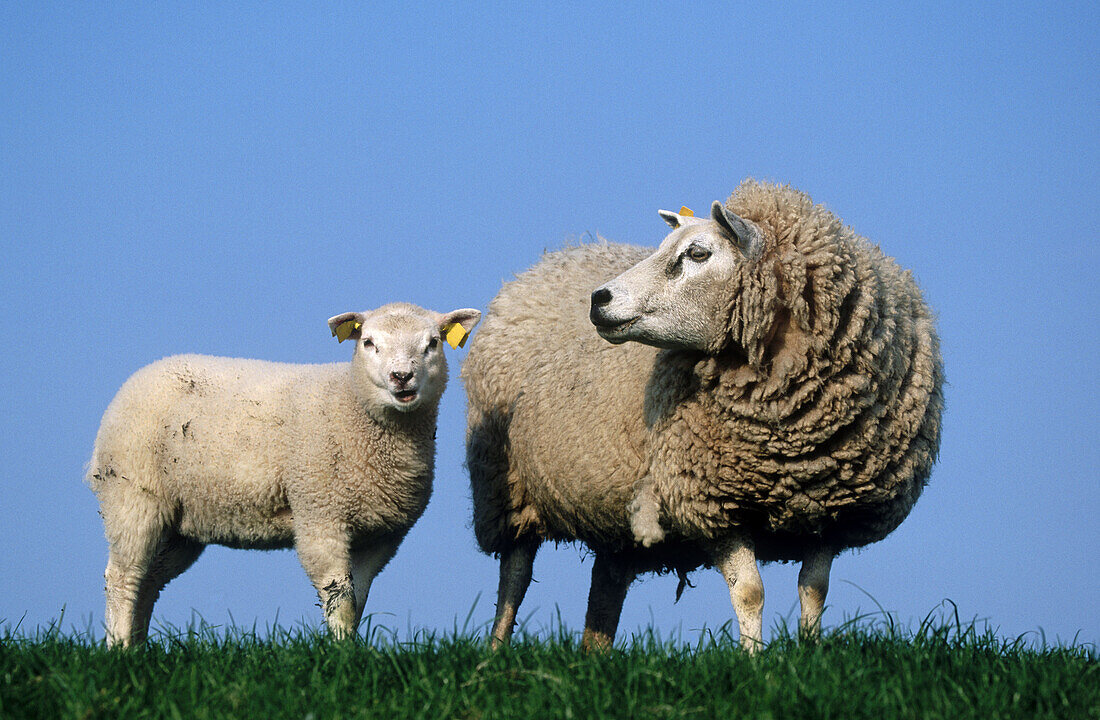 Sheeps. Texel Island, Netherlands