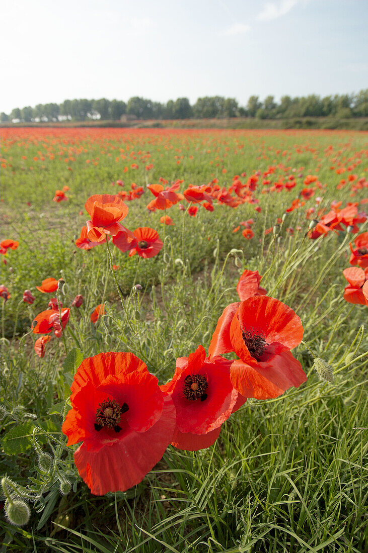 Wheat field in May crowded by Red Poppies (Papaver rhoeas), Spain.