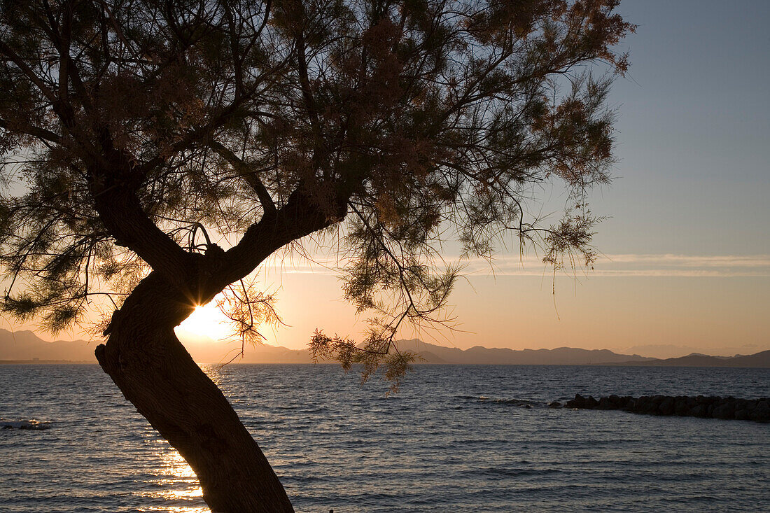 Baum und Sonnenuntergang an der Alcudia Bucht, Colonia de Sant Pere, Mallorca, Balearen, Spanien, Europa