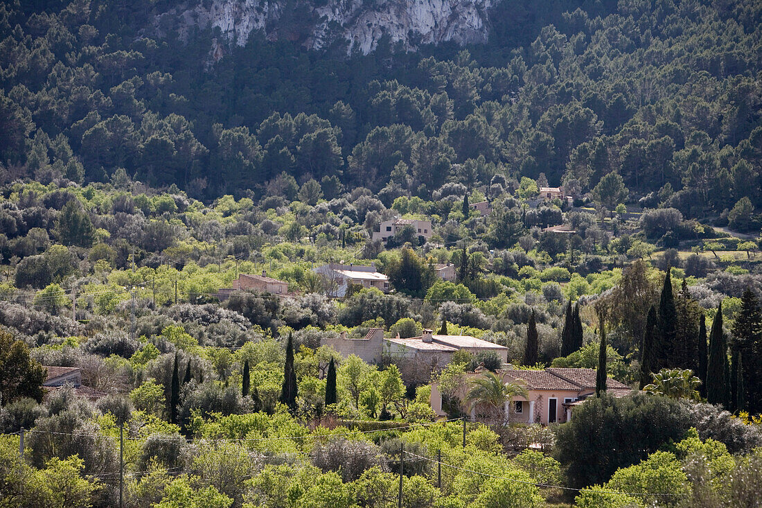 Fincas und Olivenbäume nahe s'Arraco, Mallorca, Balearen, Spanien, Europa