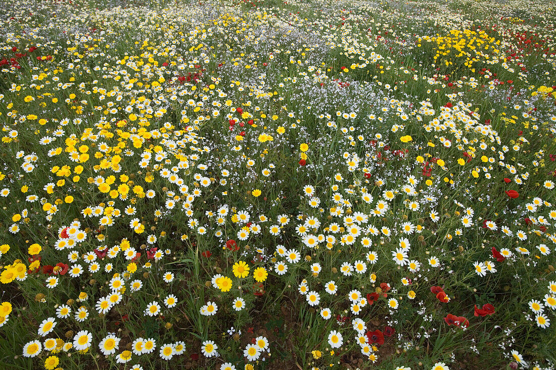 Glorious Wildflower Meadow, Near ses Salines, Mallorca, Balearic Islands, Spain