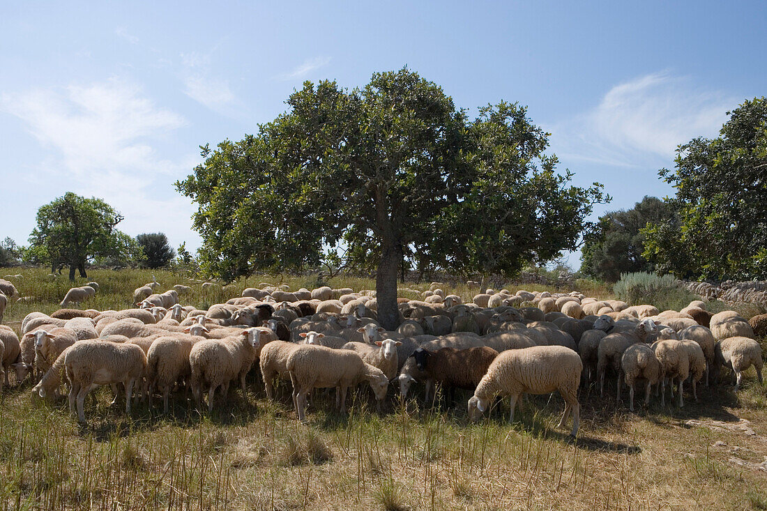 Sheep and Tree, Near Cala Llombards, Mallorca, Balearic Islands, Spain