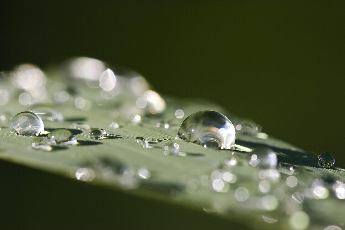 Tautropfen auf Schilfblatt, Wassertropfen, Deutschland