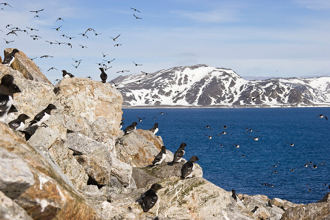 Krabbentaucher, Alle alle, Spitzbergen, Norwegen